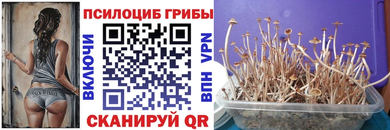Купить где  Светогорск  Галлюциногенные грибы прущие грибы 